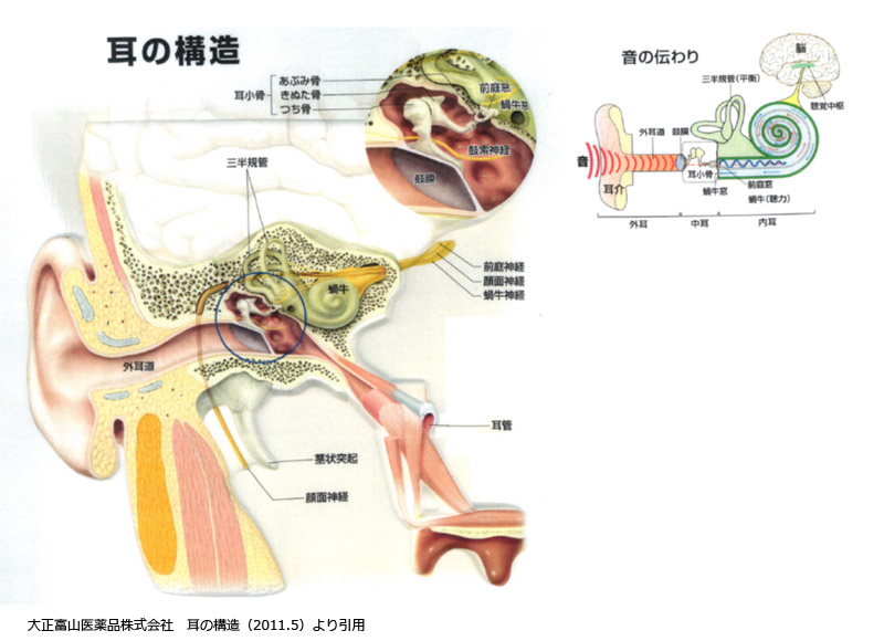 耳の構造図